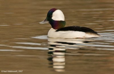 Bufflehead03c.jpg