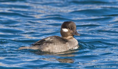 Bufflehead04c8621.jpg