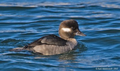 Bufflehead05c8600.jpg