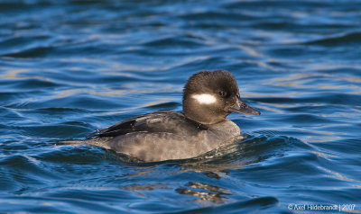 Bufflehead06c8620.jpg