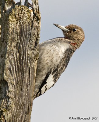 Red-headedWoodpecker04c8898.jpg