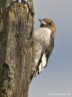 Red-headedWoodpecker05c8899.jpg