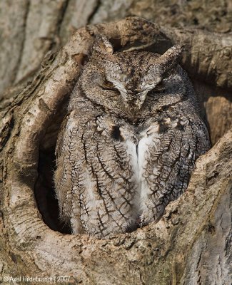 EasternScreechOwl06c9071.jpg