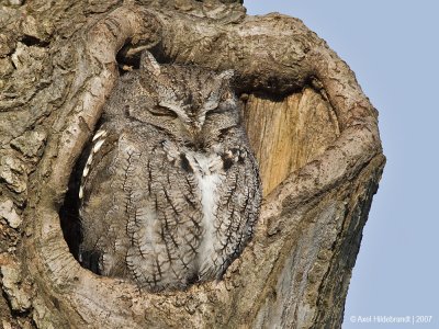 EasternScreechOwl07c8957.jpg