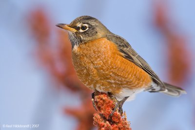 AmericanRobin08c9515.jpg