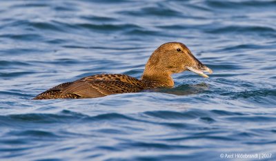 CommonEider11c9702.jpg