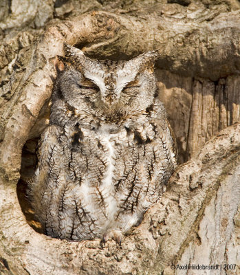 Eastern Screech-Owl
