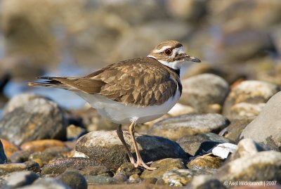 Killdeer01c2808.jpg