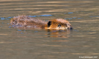Beaver05c3001.jpg