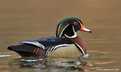 WoodDuck02c4223.jpg