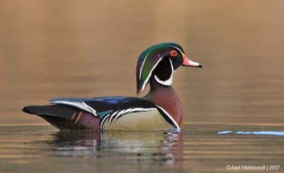 WoodDuck03c4232.jpg