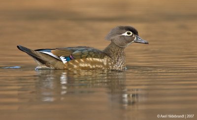 WoodDuck06c4252.jpg