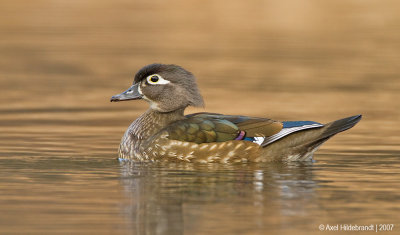 WoodDuck08c4260.jpg