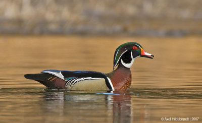 WoodDuck09c4269.jpg