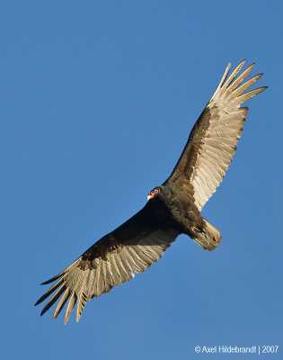 TurkeyVulture11c4405.jpg