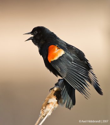 Red-wingedBlackbird43c4511.jpg