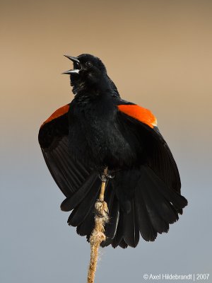 Red-wingedBlackbird44c5332.jpg