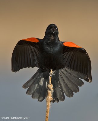 Red-wingedBlackbird45c5349.jpg