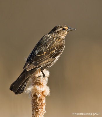 Red-wingedBlackbird47c5735.jpg