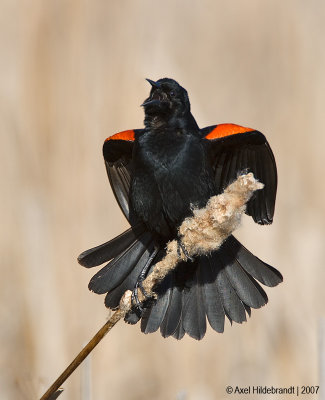 Red-wingedBlackbird48c5896.jpg