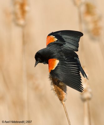 Red-wingedBlackbird49c5924.jpg