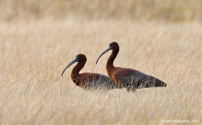 GlossyIbis01c6334.jpg