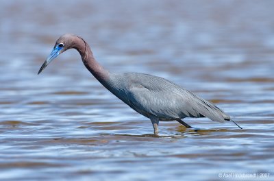 LittleBlueHeron04c6723.jpg