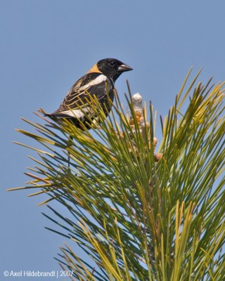 Bobolink01c6909.jpg