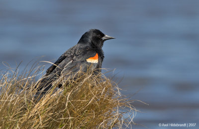 Red-wingedBlackbird50c6739.jpg