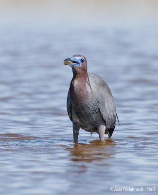 LittleBlueHeron07c6534.jpg