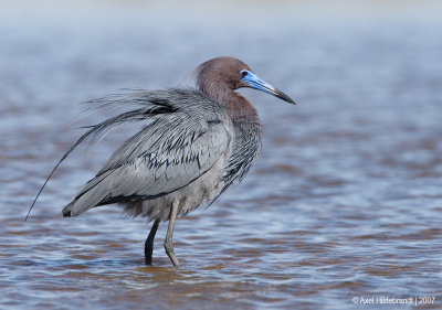 LittleBlueHeron09c6586.jpg