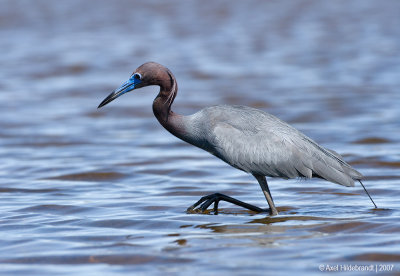 LittleBlueHeron11c6761.jpg