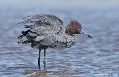 LittleBlueHeron14c6590.jpg