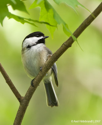 Black-capped Chickadee