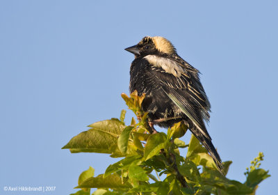 Bobolink03c7157.jpg