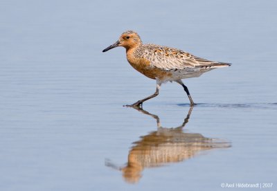 RedKnot01c7420.jpg