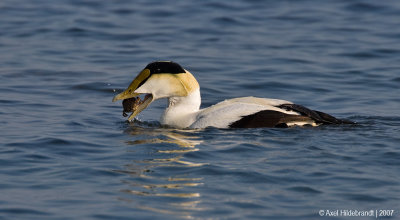 CommonEider15c7656.jpg