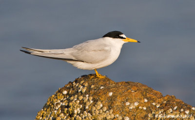 LeastTern03c7905.jpg