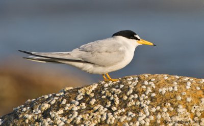 LeastTern04c7927.jpg