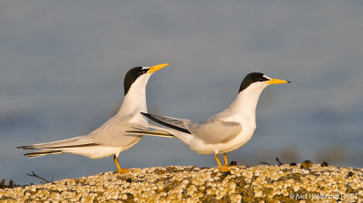 LeastTern09c8125.jpg