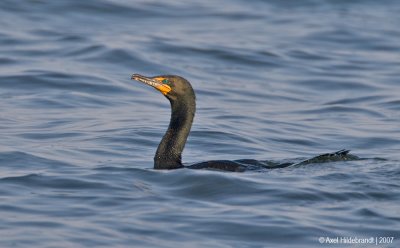 Double-crestedCormorant11c8248.jpg