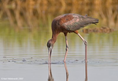 GlossyIbis02c9052.jpg