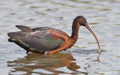 GlossyIbis04c8909.jpg