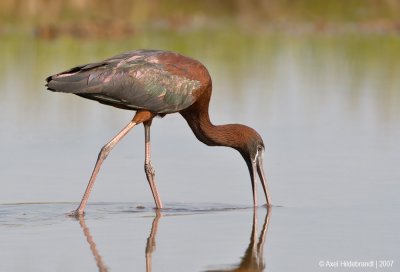 GlossyIbis05c9072.jpg
