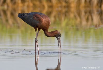 GlossyIbis06c9055.jpg