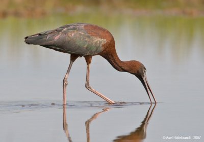 GlossyIbis07c9073.jpg
