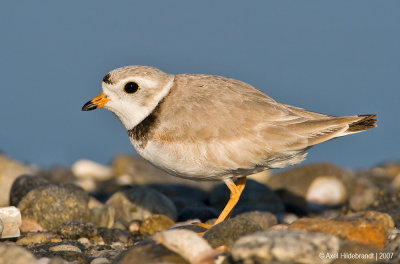 PipingPlover17c9340.jpg