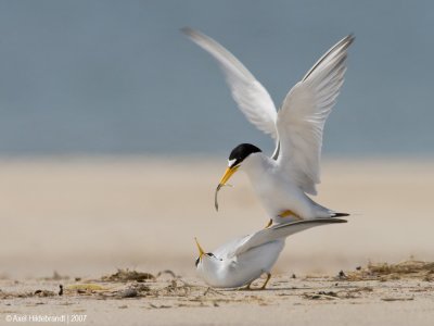 LeastTern11c0359.jpg