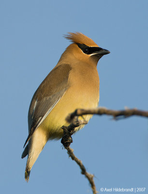 CedarWaxwing09c0025.jpg