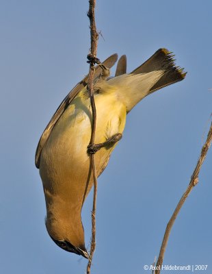 CedarWaxwing10c0035.jpg